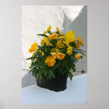 Pansy Print