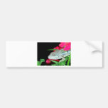 panther chameleon bumper stickers