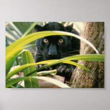 panther posters