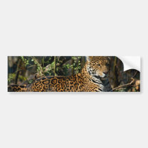 Panthera Jaguar Bumper Sticker