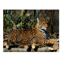 Panthera Jaguar Postcard