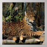 Panthera Jaguar Poster