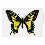 Papilio machaon cards