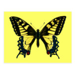 Papilio machaon postcards