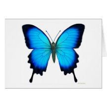 Papilio Ulysses Butterfly Card