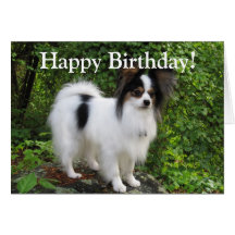 Papillon Birthday or Greeting Card