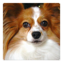 Papillon Dog Invitation