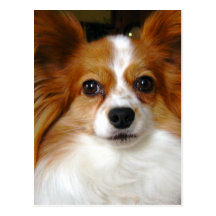 Papillon Dog Postcard