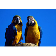Parrot pair photo sculptures