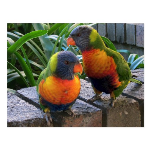 Parrot Pals Postcard