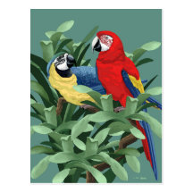 Parrot Postcards