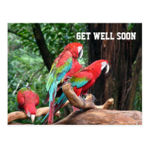 parrots get well soon card post cards