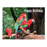 Parrots Happy Birthday card Postcard