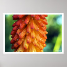 Passion, Creativity, Fire- a bold flower in spring Print