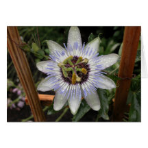 Passion Flower Card