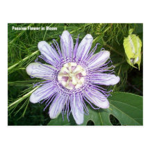 Passion Flower Postcards