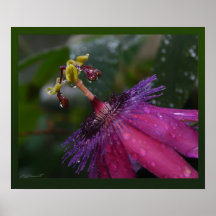 Passion Flower Prints