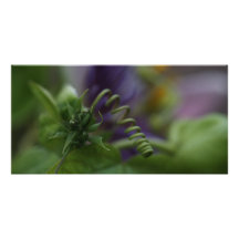 PASSION FLOWER SPRINGY CUSTOM PHOTO CARD