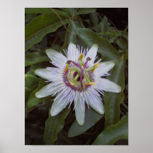 Passion Fruit Vine Flower Poster