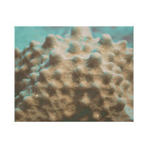 pastel starfish skeleton teal and black.jpg canvas prints