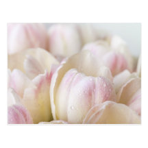 Pastel Tulips Postcards