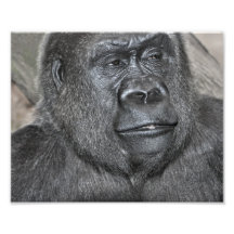 Patrick the Gorilla Photo