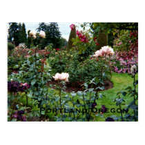 Patriotic Colours Rose Garden postcards