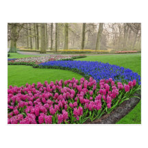 Pattern of Grape Hyacinth, tulips, and 2 Post Card