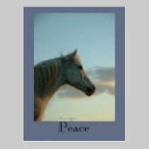 Peace Horse Postcard postcards