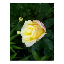 PEACE ROSE BUD POST CARD