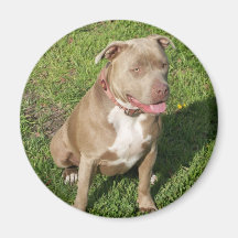 Peaceful Pitbull Fridge Magnet