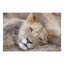 Peaceful Pride Photo Print