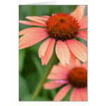 Peach Echinacea Flowers Card