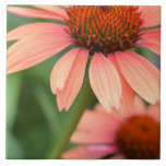 Peach Echinacea Flowers Ceramic Tile