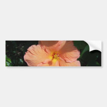 Peach Hibiscus Bumper Sticker