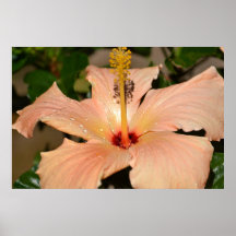 Peach Hibiscus Print