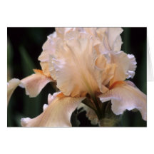 Peach Iris Flower Cards