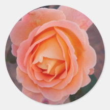 Peach Rose Round Sticker