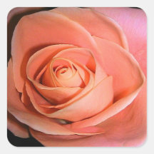 Peach Rose Sticker