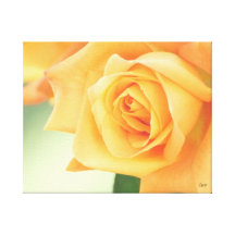 Peach Rose Streched Canvas Stretched Canvas Print