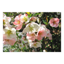 Peaches and Cream ~ Photo