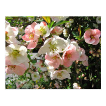 Peaches and Cream ~ postcard
