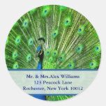 Peacock Address Labels Round Stickers
