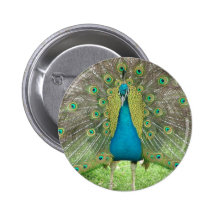 Peacock art vo1 pins