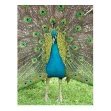 Peacock art vo1 postcards