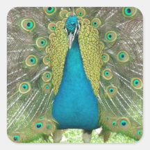 Peacock art vo1 sticker