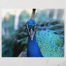 Peacock blue head on image flyer design