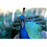 Peacock blue head on image photo cutouts