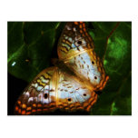 peacock butterfly post card