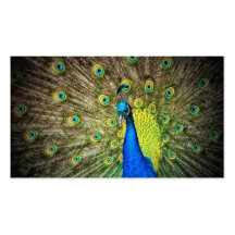 Peacock Colour Beauty Business Cards
